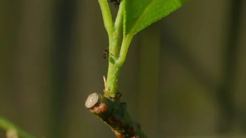 Black Ants Farming Aphids On A Lemon Plant Stem Stock Footage 340354729