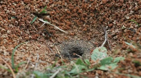 Black ants Stock Footage 11000518