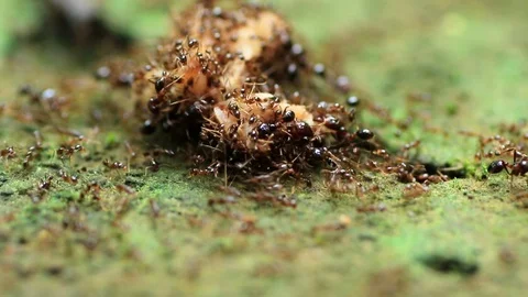 Black ants Stock Footage 87577880