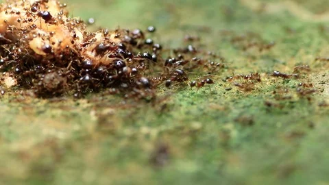 Black ants Stock Footage 87577882