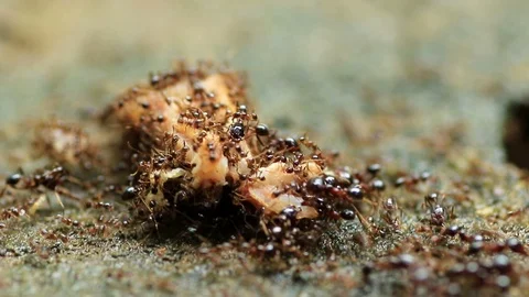 Black ants Stock Footage 87577897
