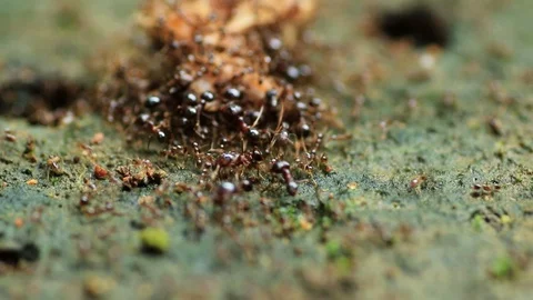 Black ants Stock Footage 87577900