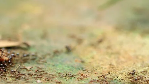 Black ants Stock Footage 87577920