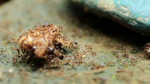 Black ants Stock Footage 87577954