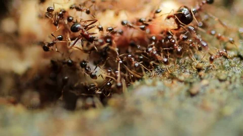Black ants Stock Footage 87577973