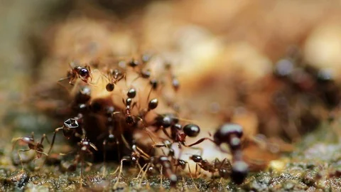 Black ants Stock Footage 87578006