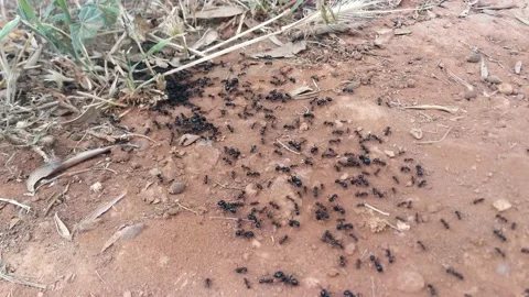 Black ants Stock-Footage 133007237