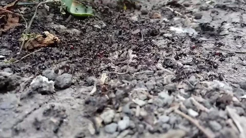 Black ants Stock Footage 136573522