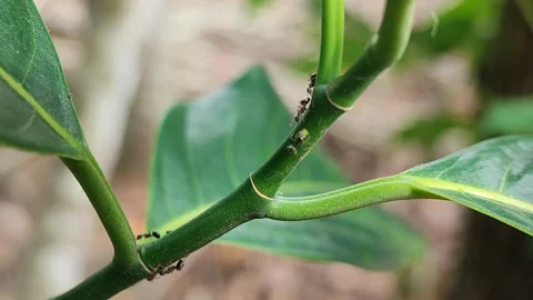 Black ants Stock Footage 164079092