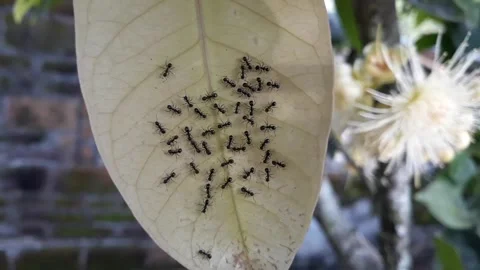 Black ants Stock Footage 171117790