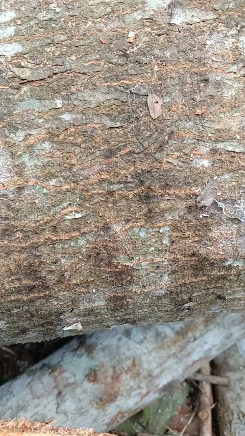 Black ants Stock Footage 281287362