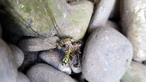 Black Ants Stock Footage 281629591