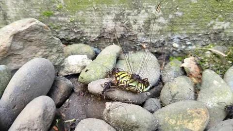 Black Ants Stock Footage 281629667