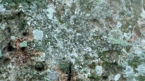 Black Ants Stock-Footage 332875326