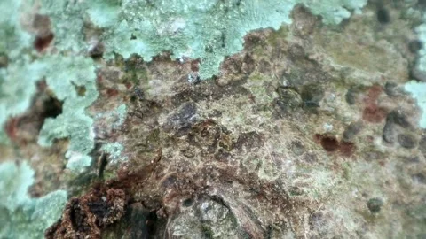 Black Ants Stock-Footage 332875328