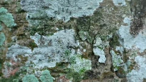 Black Ants Stock-Footage 332875332