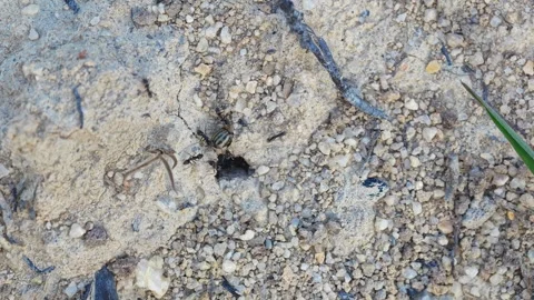 Black ants Stock Footage 344367764
