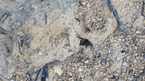 Black ants Stock Footage 344369126