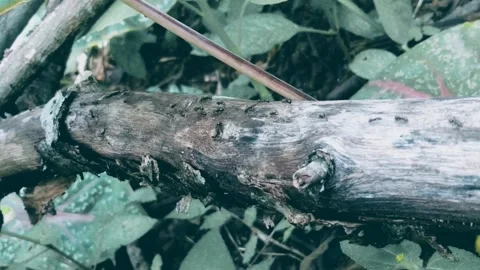 BLACK ANTS FORAGING Stock Footage 231271412