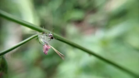 Black Ants Foraging on A Twig Stock Footage 231802896