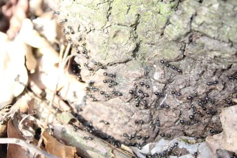Black ants in the forest Stock Photos