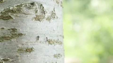 Black ants going up and down the tree bark 4K 2160p UltraHD footage - Green s Video stock 53830698