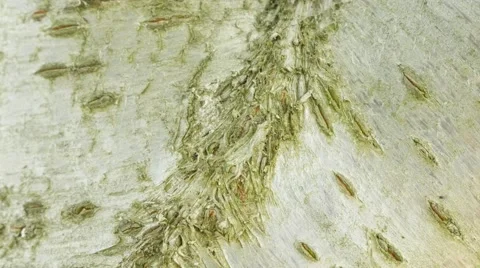 Black ants going up and down the tree bark slow panning 4K 2160p UltraHD foot Video stock 53831157