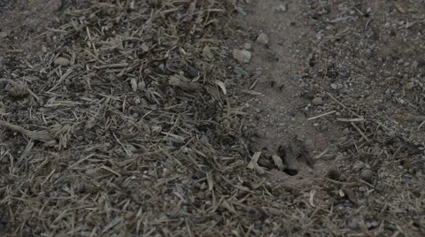 Black ants going in and out of their home Vídeo Stock 55582574