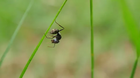 Black ants on the grass Stock Footage 68846815