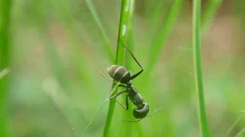 Black ants on the grass Stock Footage 68850124