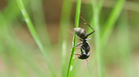 Black ants on the grass Stock Footage 68850164