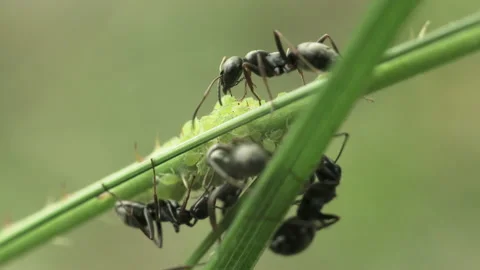 Black ants graze aphids Stock Footage 158769216