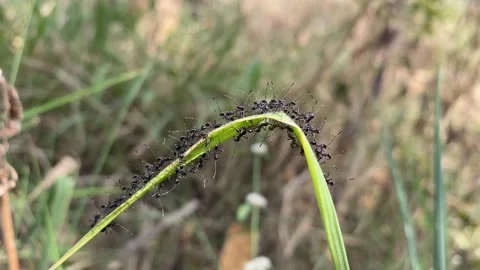 Black ants on green leaf,Close up of the black ant on the green leaf in Forrest. Stock Footage 170325334