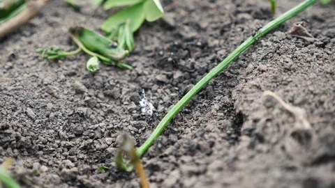 Black ants on the ground Video stock 106028737