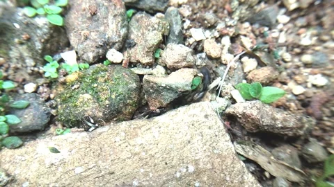 Black ants in the ground Video stock 304463884