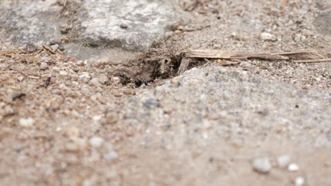 Black ants hard at work Stock Footage 248446628