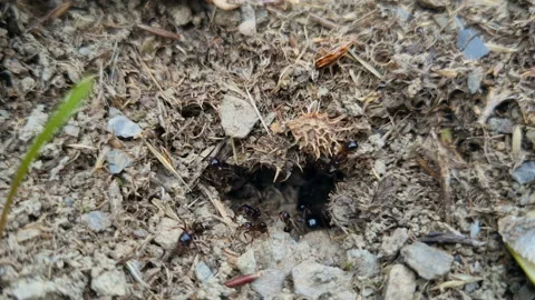 Black ants hill working on ground nest,animal insect wildlife nature Stock Footage 163474854