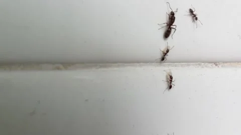 Black ants indoors, close up 스톡 동영상 174181971