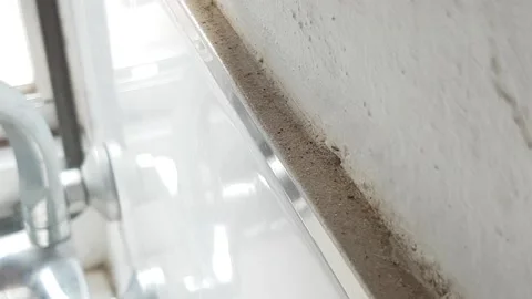 Black ants indoors, close up Stock Footage 174183704