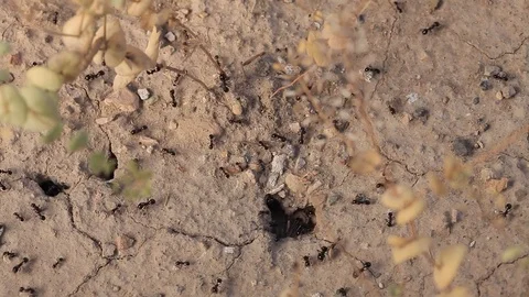 Black ants insects close up Видео 76929422