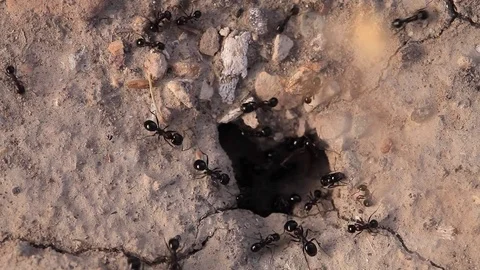 Black ants insects close up Stock Footage 76934124