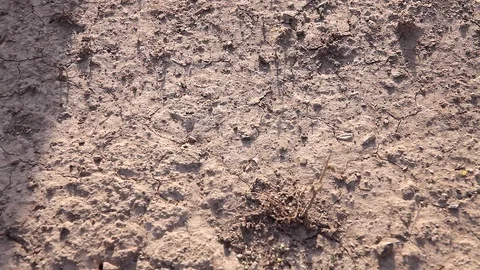 Black ants insects close up Видео 76936312