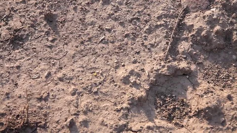 Black ants insects close up Видео 76938988