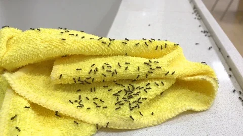 Black ants in a kitchen Video stock 108039265