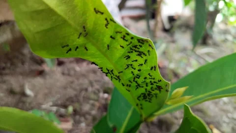 BLACK ANTS ON THE LEAF Stock Footage 243714189
