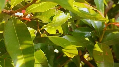Black ants on the leaves Stock Footage 245617398