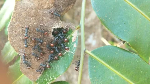 Black ants that make nests Stock Footage 270503954