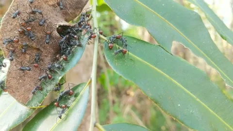 Black ants that make nests Stock Footage 270503974