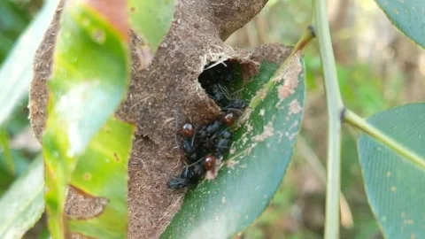 Black ants that make nests Stock Footage 270503980