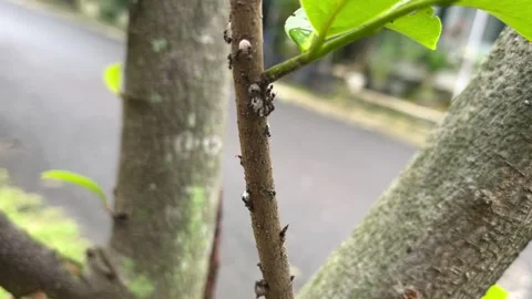 Black ants that make nests in green leaves Stock Footage 274048712